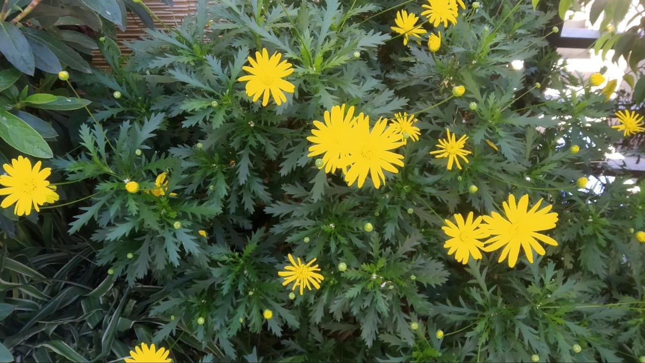 Mai Dalat Homestay Esterno foto